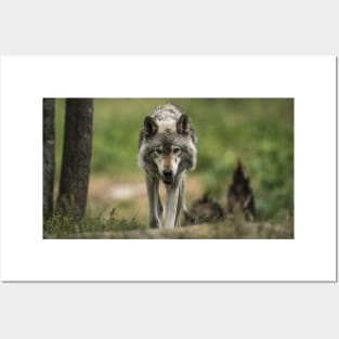 Timber Wolf Posters and Art